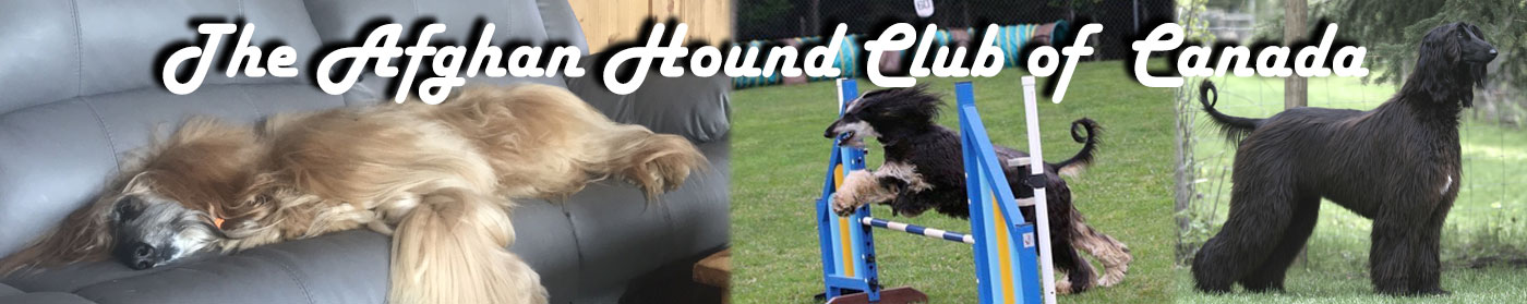 AHCC executive page banner image