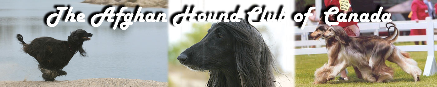 AHCC origin page banner image