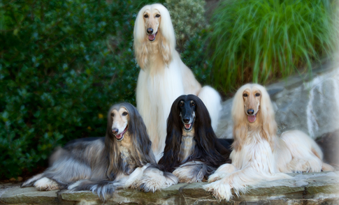 Afghan Hound image