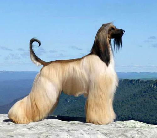 Afghan Hound image